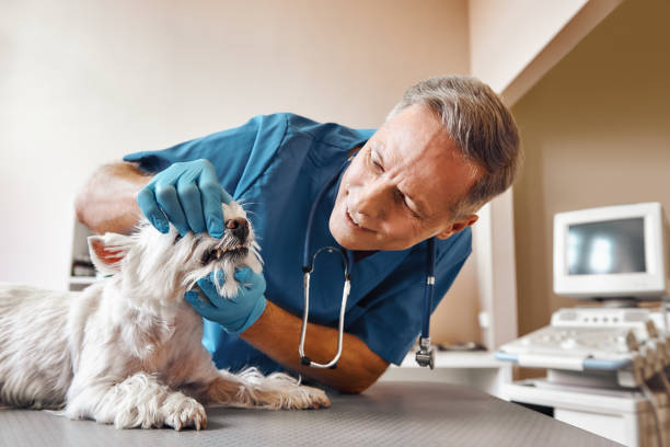Best Same-Day Emergency Dental Services in Moose Wilson Road, WY